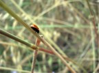 Summer Ladybug Summer Ladybug