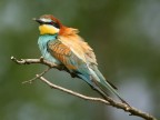 Il gruccione (Merops apiaster)