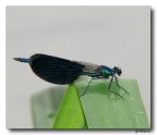 Libellula 2 - fiume Sele Libellula 2 - fiume Sele