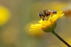 Sul Fiore Sul Fiore