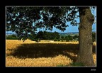 Il ricco sole del grano