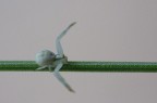 L'equilibrista