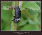 Capnodis tenebrionis Capnodis tenebrionis