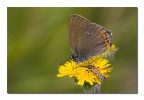 Satyrium ilicis Satyrium ilicis