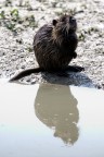 Nutria