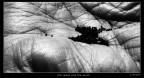 the seeds and the earth the seeds and the earth