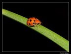 Coccinella 2