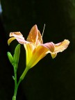 Fiore