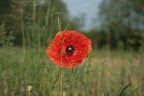 Un papavero nel campo
