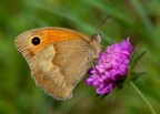 Maniola-jurtina (satiride) Maniola-jurtina (satiride)