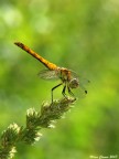 Libellulina al sole