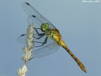 Libellula