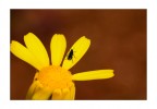 Ultimi petali Ultimi petali