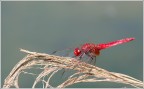 Red Red