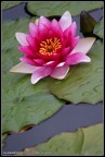 Fiore Fiore