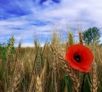 Papavero e spighe Papavero e spighe