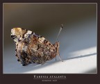 Vanessa atalanta......... quasi still life!