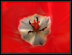 Tulipano Tulipano