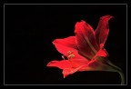 Red Red