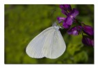 Leptidea duponcheli Leptidea duponcheli