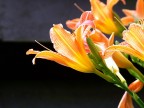 Fiore2