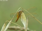 Libellula