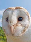 Tyto alba Tyto alba