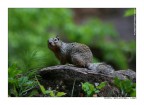 Gray Squirrel, Zion Park, USA