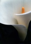 calla #1 calla #1