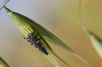 Larva? Larva?
