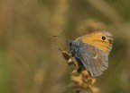 Maniola justina