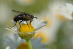 La Mosca e la Margherita La Mosca e la Margherita