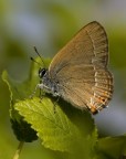 Satyrium Satyrium