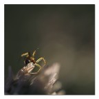 L'incubo L'incubo