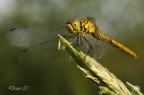libellula gialla