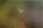 Fragment of a Dream Fragment of a Dream