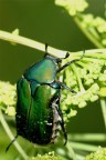 coleottero Potosia cuprea coleottero Potosia cuprea