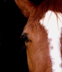 cavallo3 cavallo3