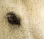 cavallo4