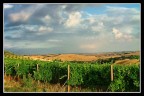 Vigneto Vigneto