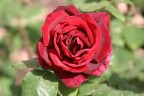 ROSA ROSSA