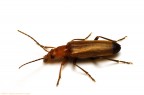 Rhagonycha fulva Rhagonycha fulva
