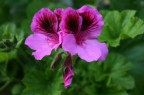 Fiore Fiore