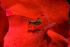in rosso