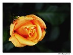 Come un cuore morbido.... in arancio Come un cuore morbido.... in arancio