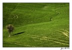 ...il grano impazzito e l'albero silente..... ...il grano impazzito e l'albero silente.....