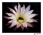 ...fiore in fiamma.... ...fiore in fiamma....