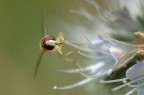 Sul Fiore Sul Fiore