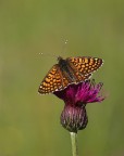 I primi raggi di sole su Melitaea cinxia I primi raggi di sole su Melitaea cinxia