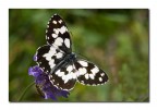 Melanargia galathea